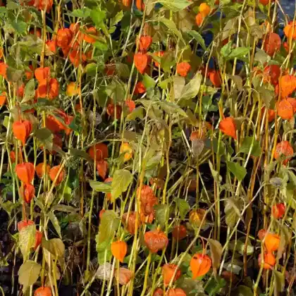Foto von Lampionblume 'Zwerg' (Physalis alkekengi var. franchetii 'Zwerg')