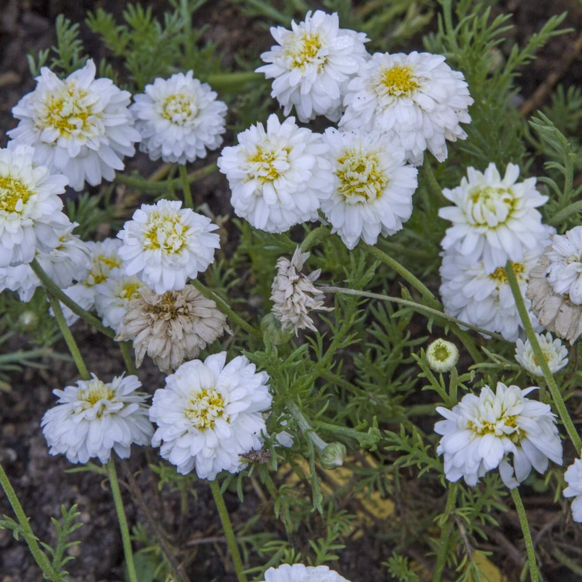 Romische Rasenkamille (Chamaemelum nobile 'Treneague')