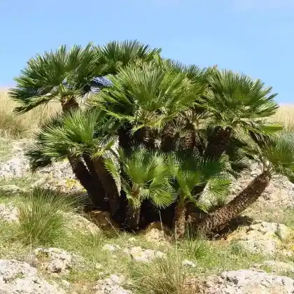 Foto von Europäische Zwergpalme (Chamaerops humilis)