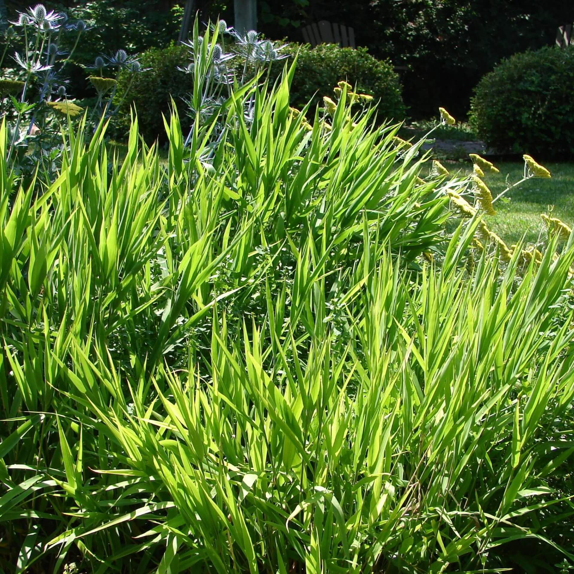 Plattähren-Gras (Chasmanthium latifolium)