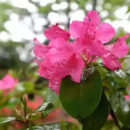Foto von Rhododendron williamsianum 'August Lamken' (Rhododendron williamsianum 'August Lamken')