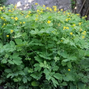 Chelidonium majus