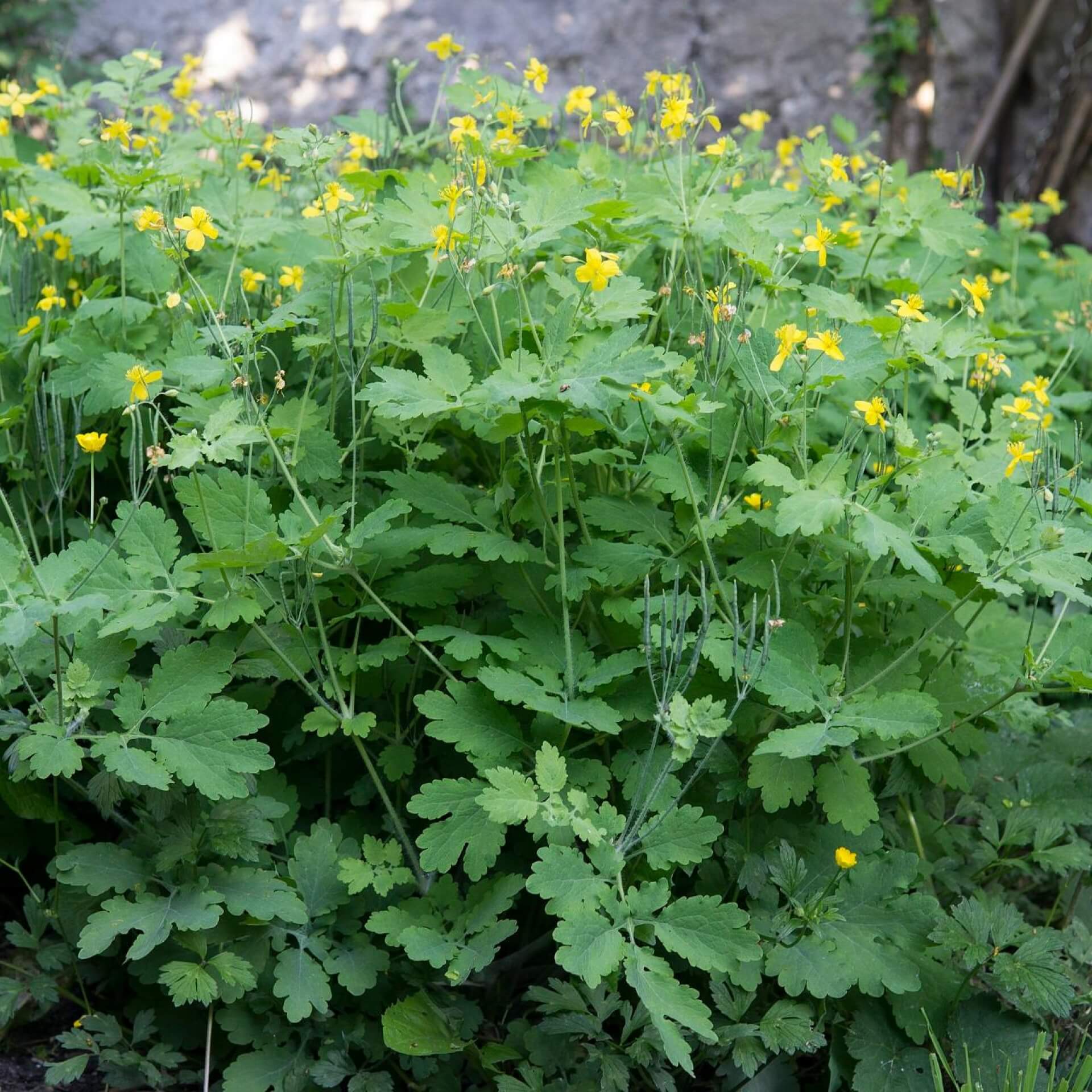 Schöllkraut (Chelidonium majus)