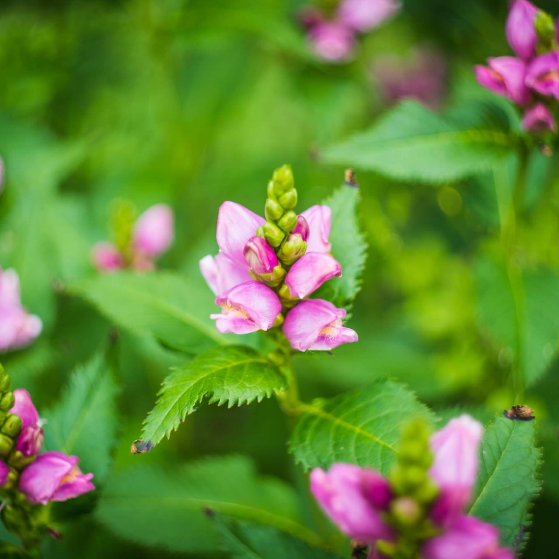 Schiefe Schildblume (Chelone obliqua)