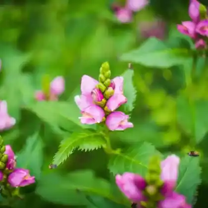 Foto von Schiefe Schildblume (Chelone obliqua)
