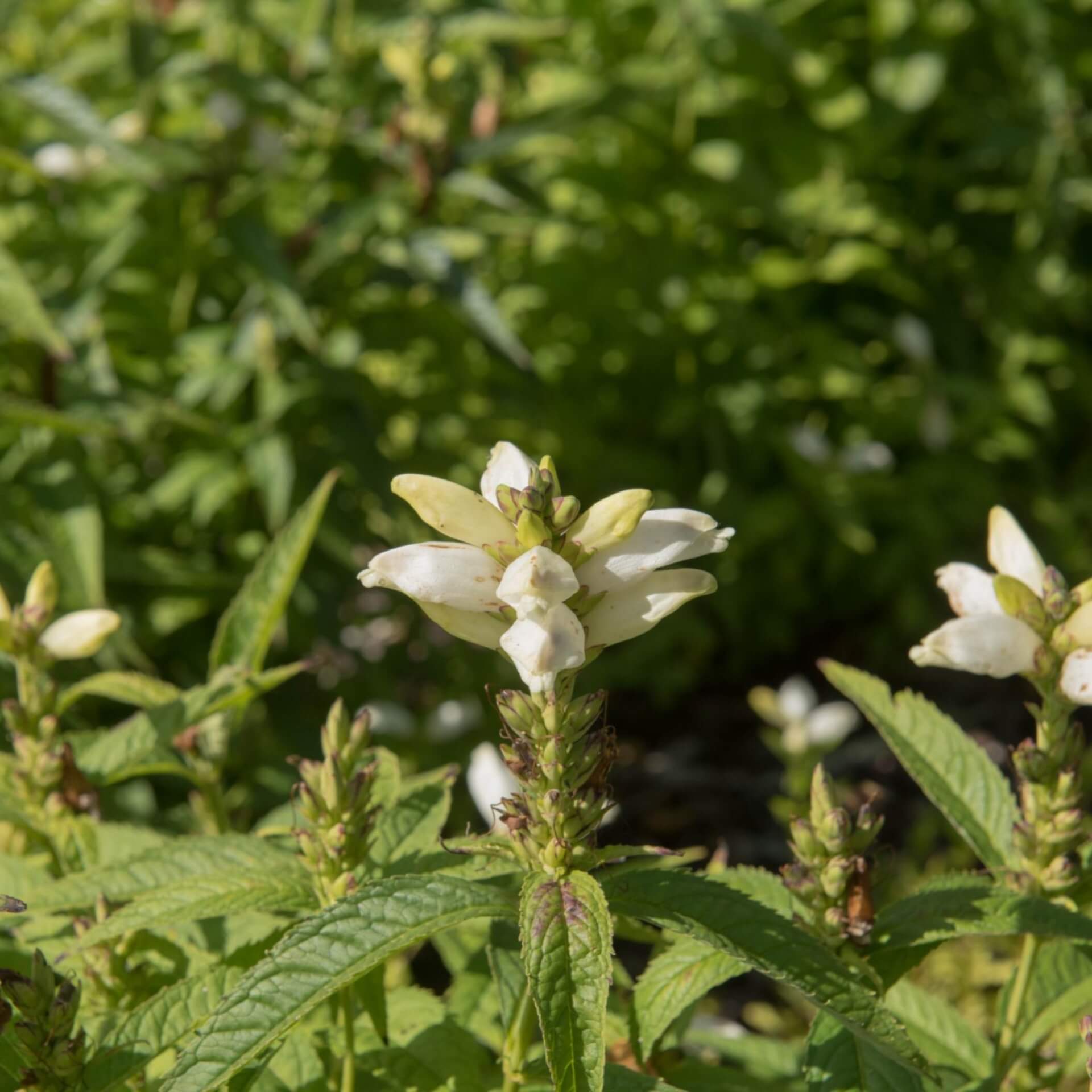 Schlangenkopf 'Alba' (Chelone obliqua 'Alba')