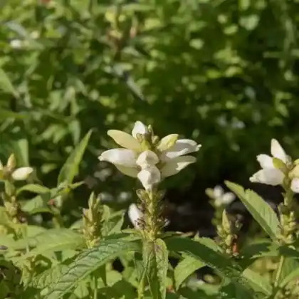 Foto von Schlangenkopf 'Alba' (Chelone obliqua 'Alba')