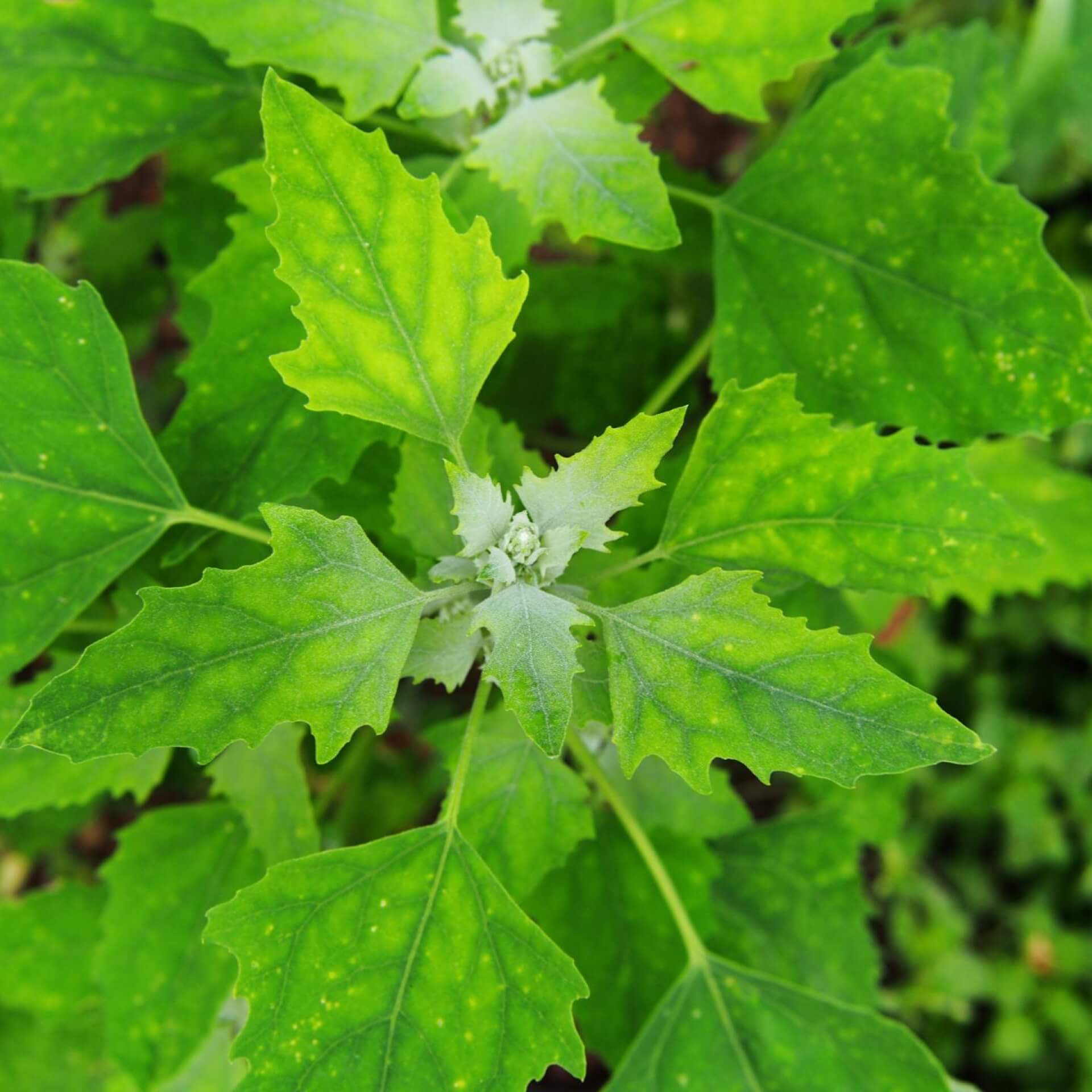 Weißer Gänsefuß (Chenopodium album)