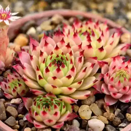 Foto von Hauswurz 'Blood Tip' (Sempervivum x cultorum 'Blood Tip')