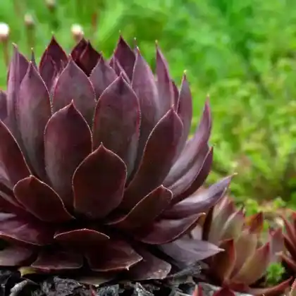 Foto von Hauswurz 'Bronco' (Sempervivum x cultorum 'Bronco')