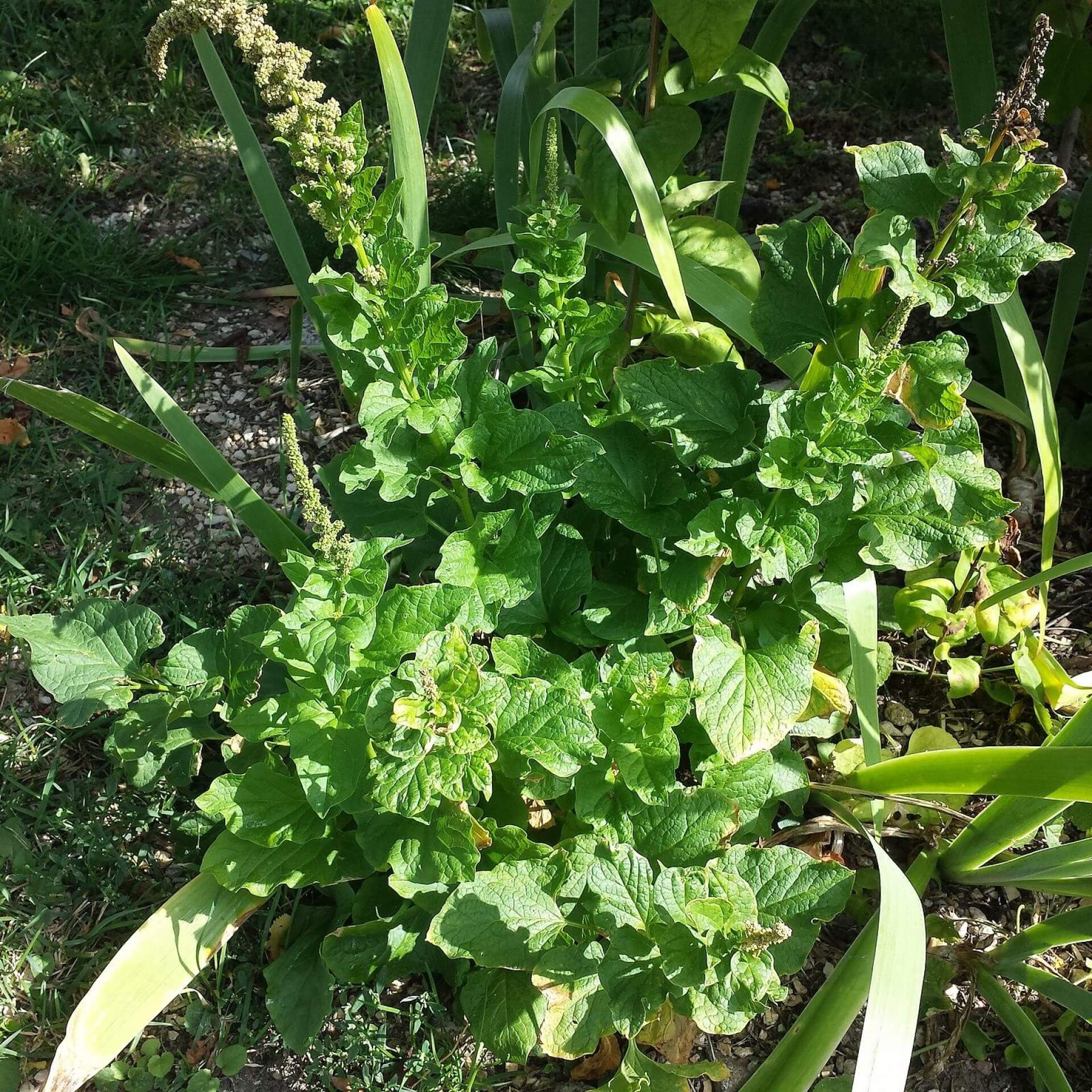 Guter Heinrich (Chenopodium bonus-henricus)