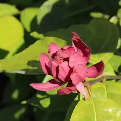 Foto von Chinesischer Wachsstrauch 'Hartlage Wine' (Sinocalycanthus raulstonii 'Hartlage Wine')