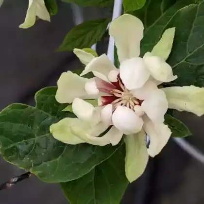 Foto von Chinesischer Wachsstrauch 'Venus' (Sinocalycanthus raulstonii 'Venus')
