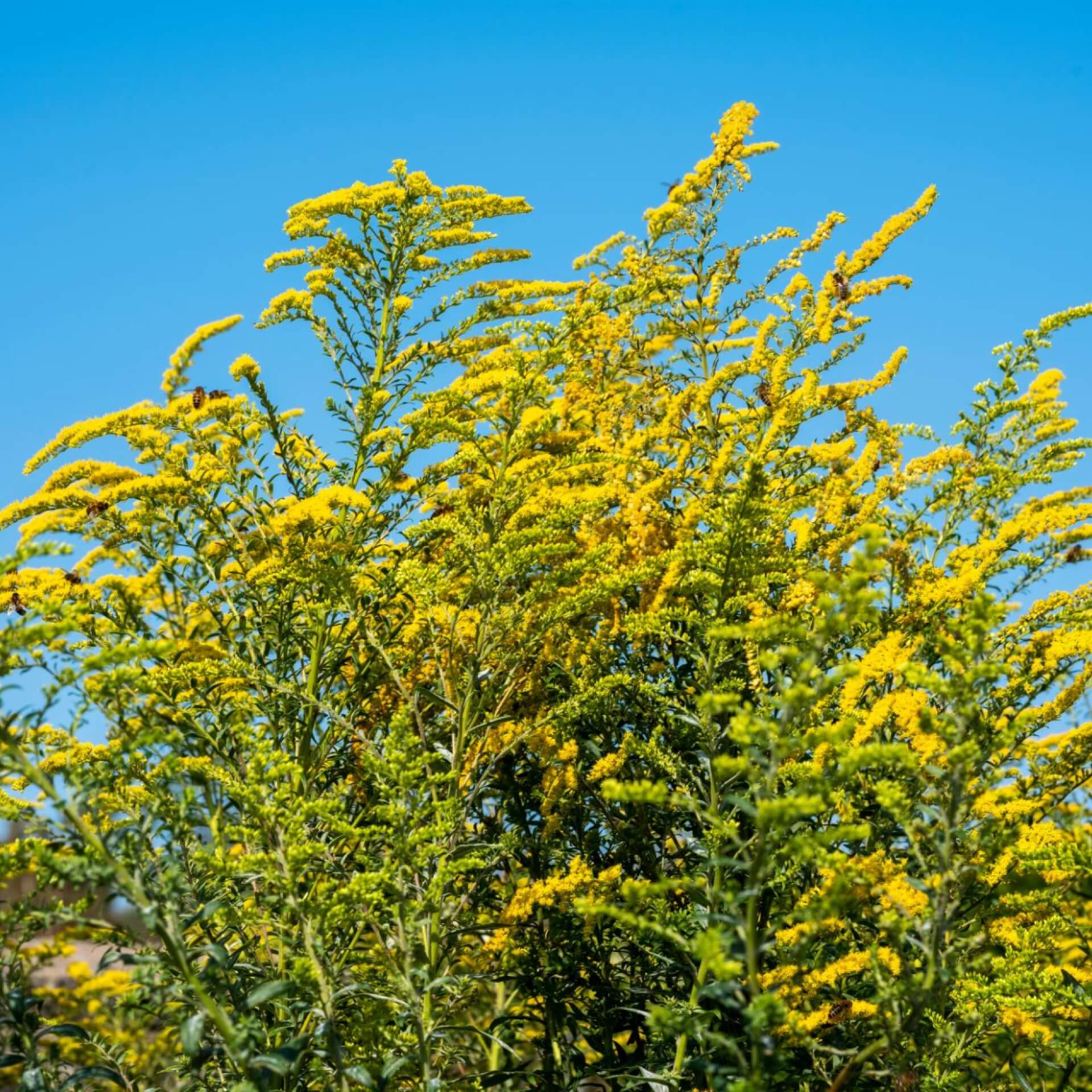 Garten-Goldrute 'Citronella' (Solidago x cultorum 'Citronella')