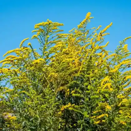 Foto von Garten-Goldrute 'Citronella' (Solidago x cultorum 'Citronella')