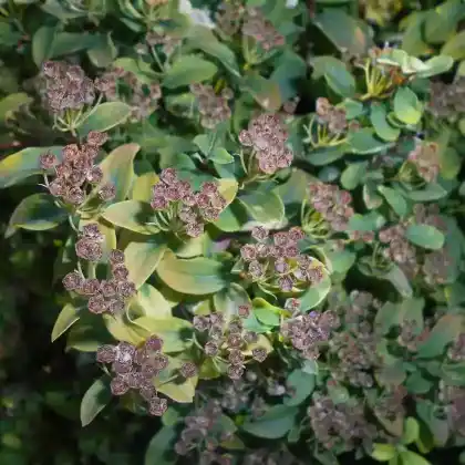 Foto von Nippon-Spierstrauch 'Halward's Silver' (Spiraea nipponica 'Halward's Silver')