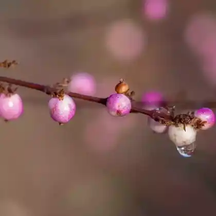 Foto von Schneebeere 'Amethyst' (Symphoricarpos doorenbosii 'Amethyst')