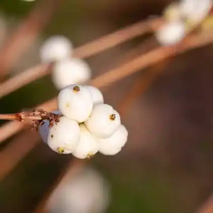 Foto von Schneebeere 'White Hedge' (Symphoricarpos doorenbosii 'White Hedge')