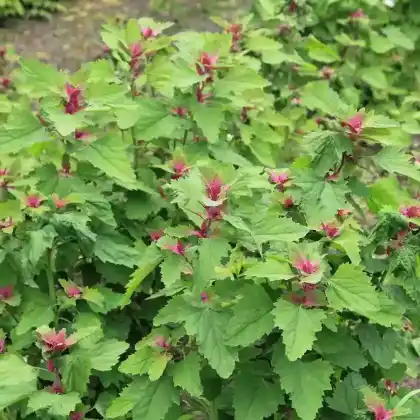 Foto von Baumspinat (Chenopodium giganteum)