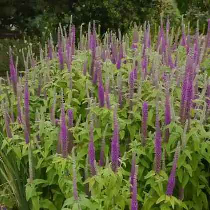 Foto von Kaukasus-Gamander 'Purple Tails' (Teucrium hyrcanicum 'Purple Tails')