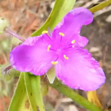 Foto von Dreimasterblume 'Concord Grape' (Tradescantia x andersoniana 'Concord Grape')