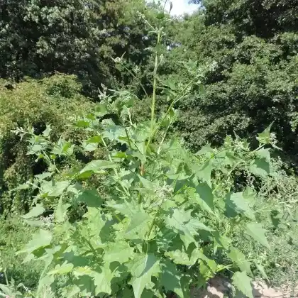 Foto von Stechapfelblättriger Gänsefuß (Chenopodium hybridum)