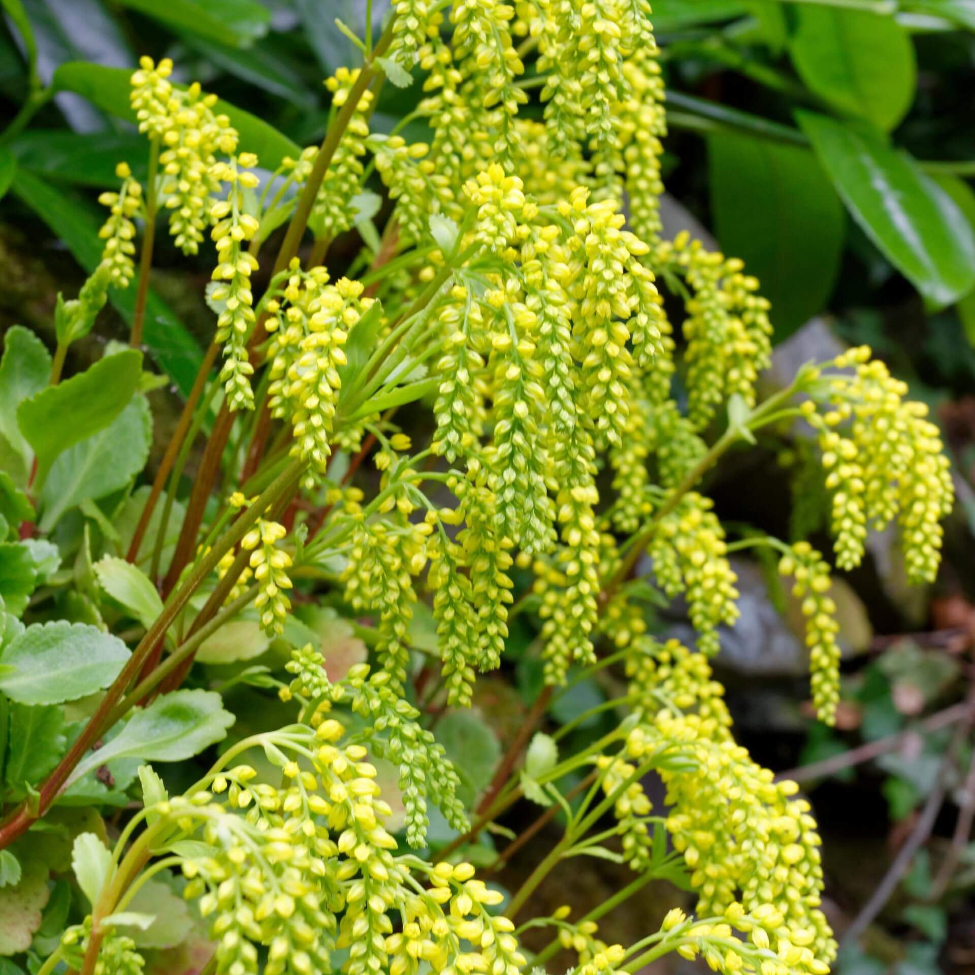 Goldtröpfchen (Chiastophyllum oppositifolium)