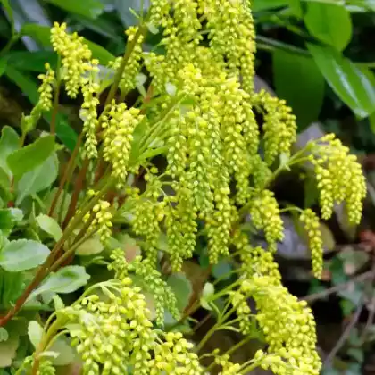 Foto von Goldtröpfchen (Chiastophyllum oppositifolium)