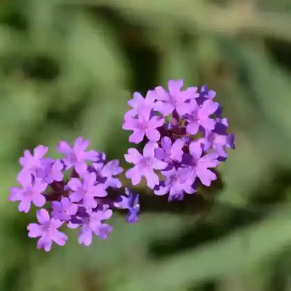 Foto von Steifes Eisenkraut 'Venosa' (Verbena rigida 'Venosa')