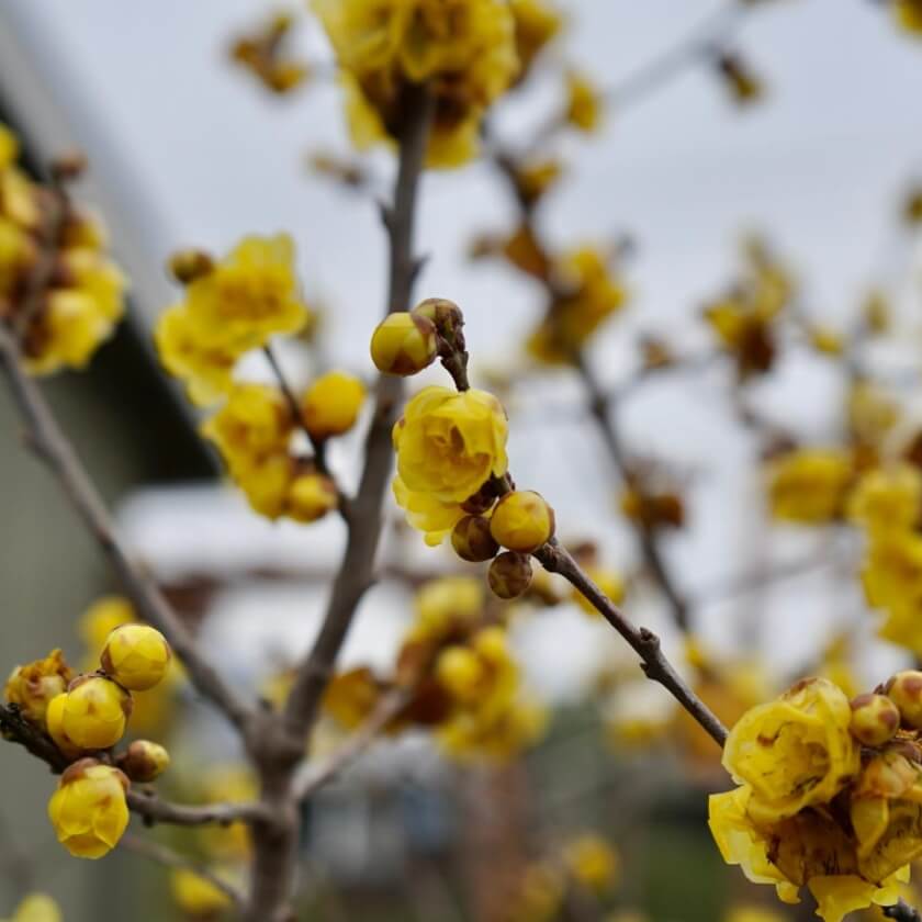 Chinesische Winterblüte / Chimonanthus praecox
