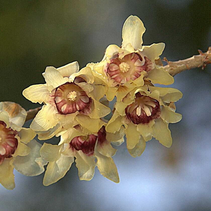 Chinesische Winterblüte / Chimonanthus praecox