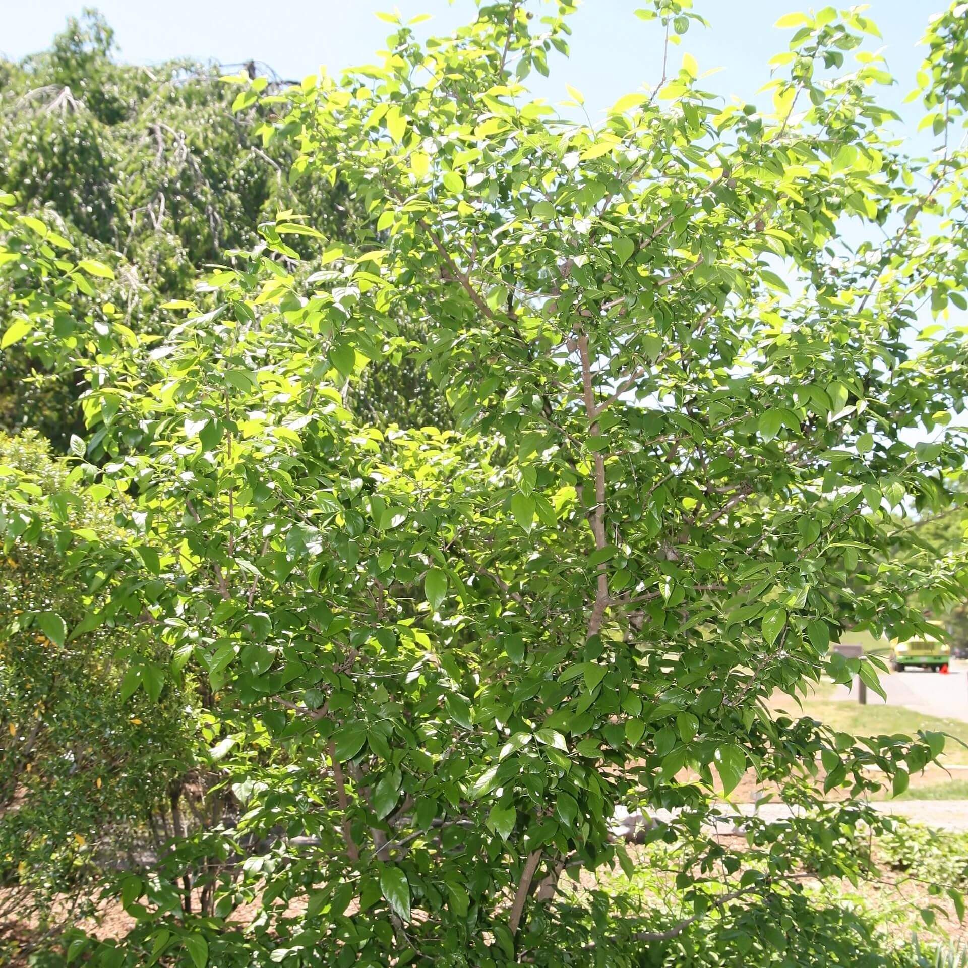 Chinesische Winterblüte (Chimonanthus praecox)