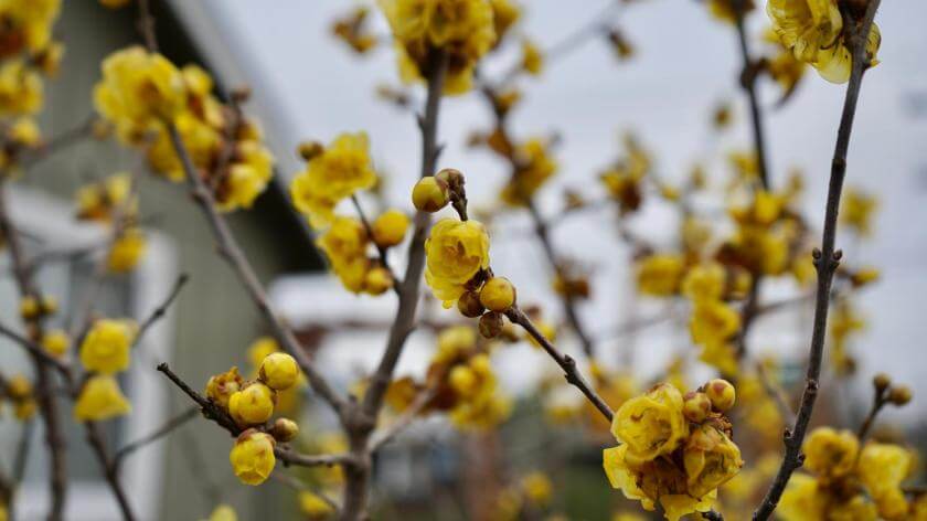 Chinesische Winterblüte / Chimonanthus praecox