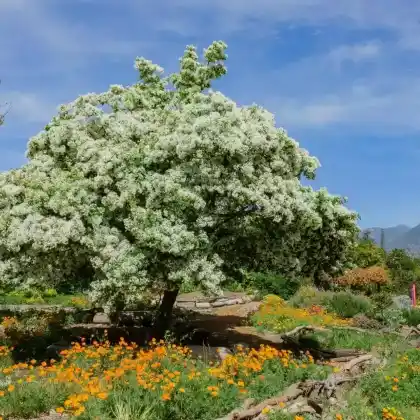 Foto von Schneeflockenstrauch (Chionanthus virginicus)