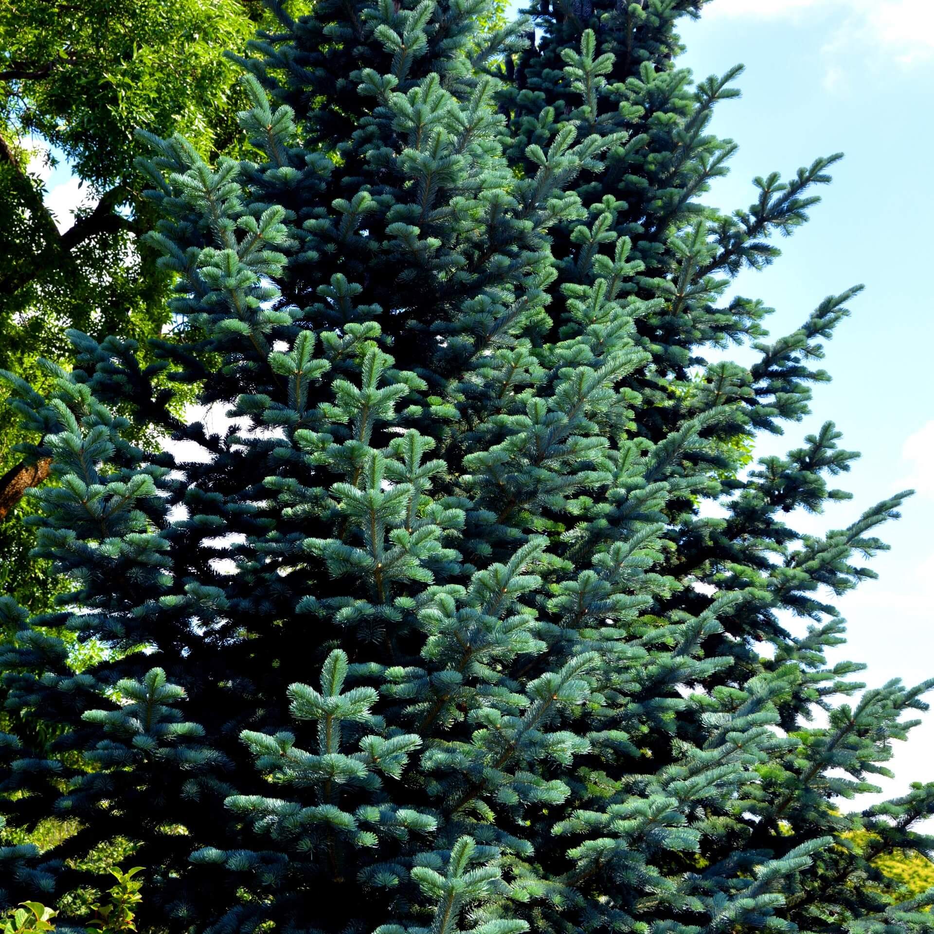 Felsen-Gebirgstanne (Abies lasiocarpa)