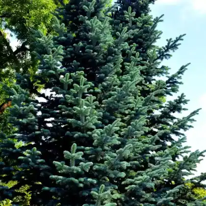 Foto von Felsen-Gebirgstanne (Abies lasiocarpa)