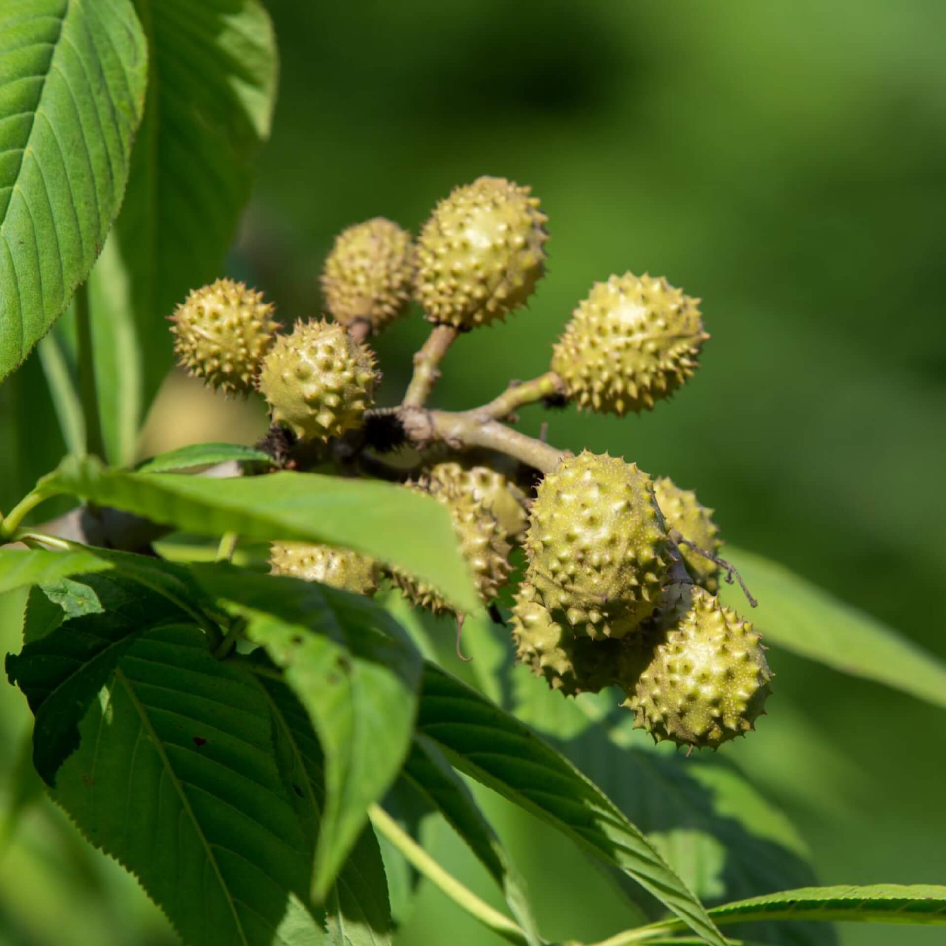 Ohio-Rosskastanie (Aesculus glabra)