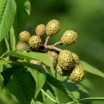 Foto von Ohio-Rosskastanie (Aesculus glabra)