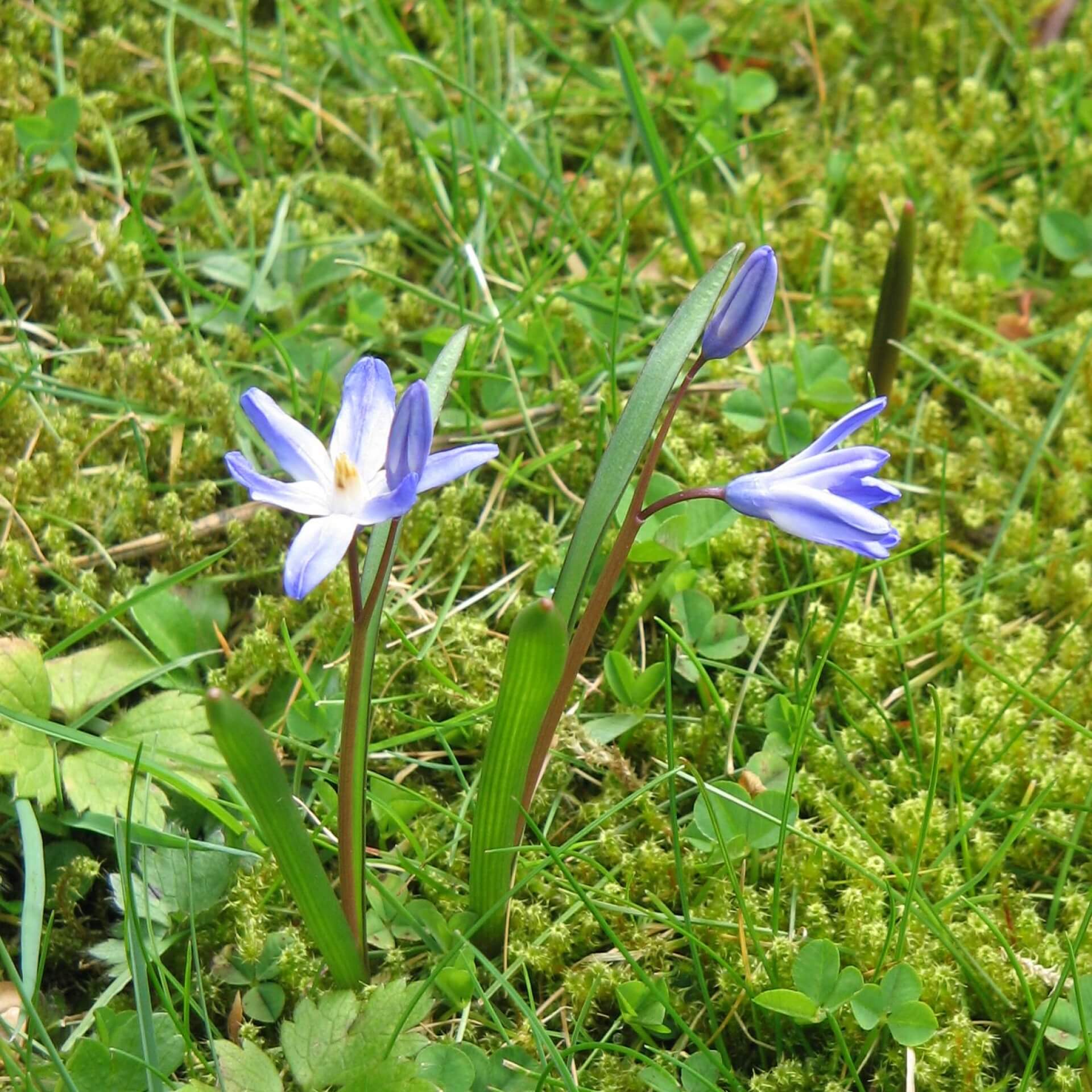 Wuchernde Sternhyazinthe (chionodoxa forbesii)