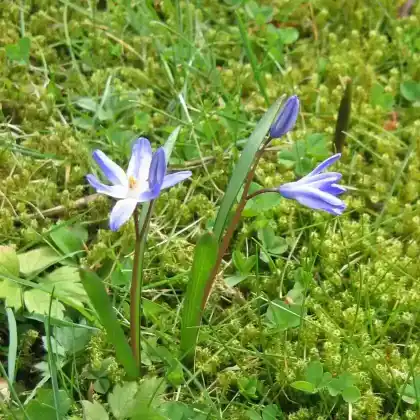 Foto von Wuchernde Sternhyazinthe (chionodoxa forbesii)