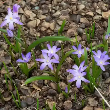 Foto von Gewöhnliche Sternhyazinthe (Chionodoxa luciliae)