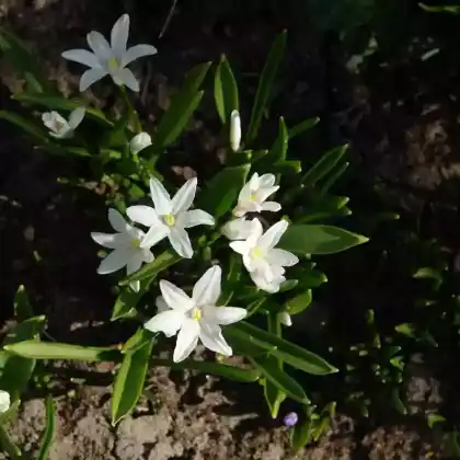 Foto von Schneeglanz 'Alba' (Chionodoxa luciliae 'Alba')