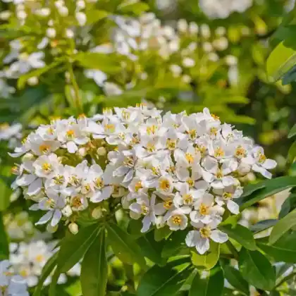 Foto von Mexikanische Orangenblume (Choisya ternata)