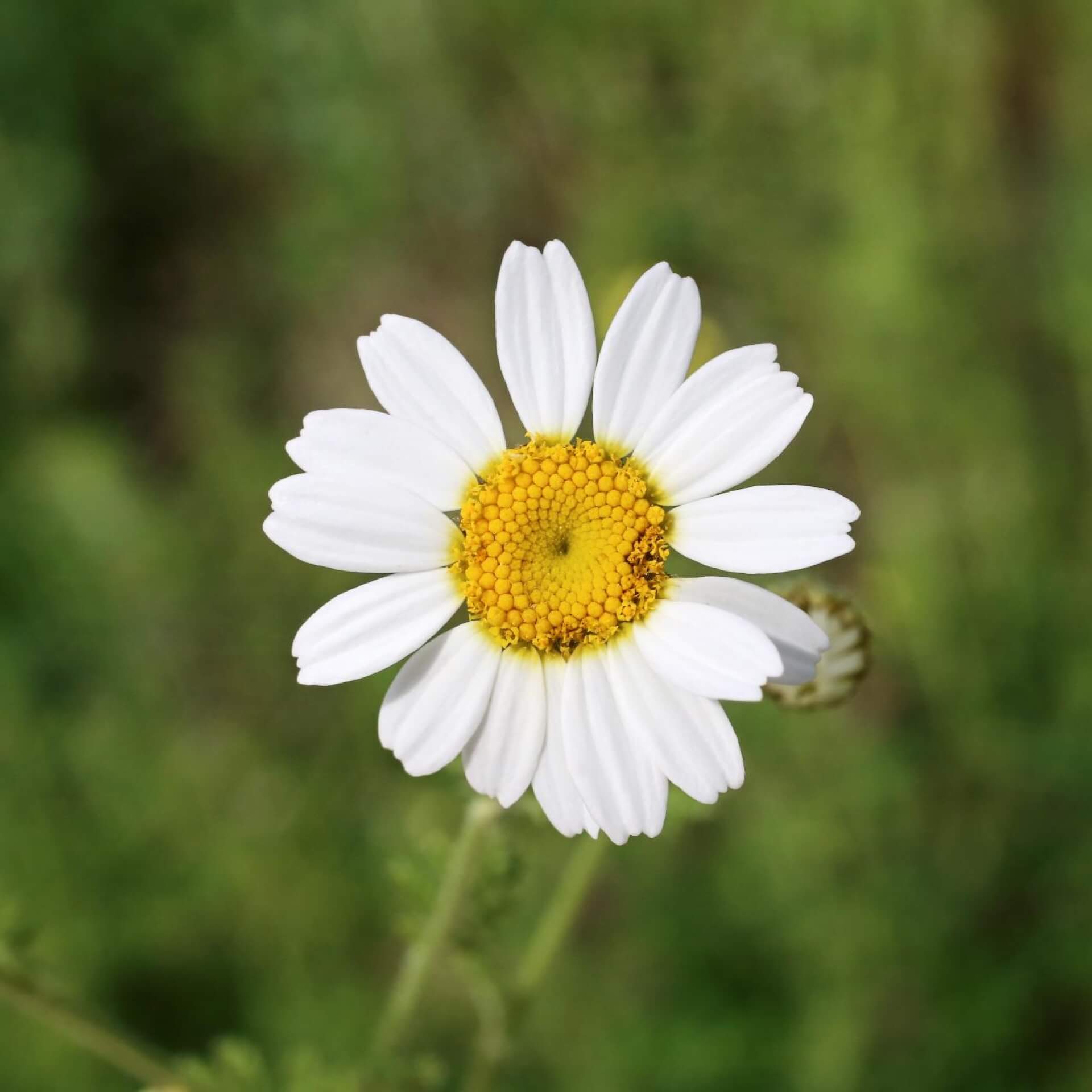 Österreichische Hundskamille (Anthemis austriaca Jacq.)