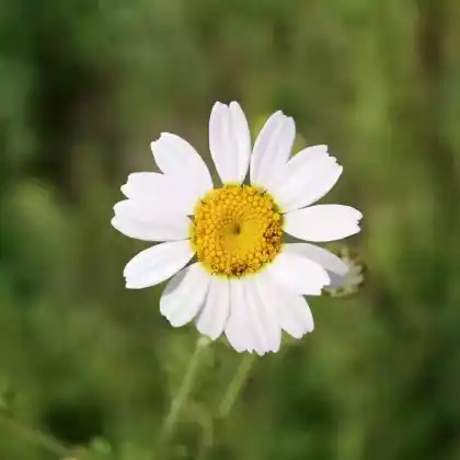 Foto von Österreichische Hundskamille (Anthemis austriaca Jacq.)