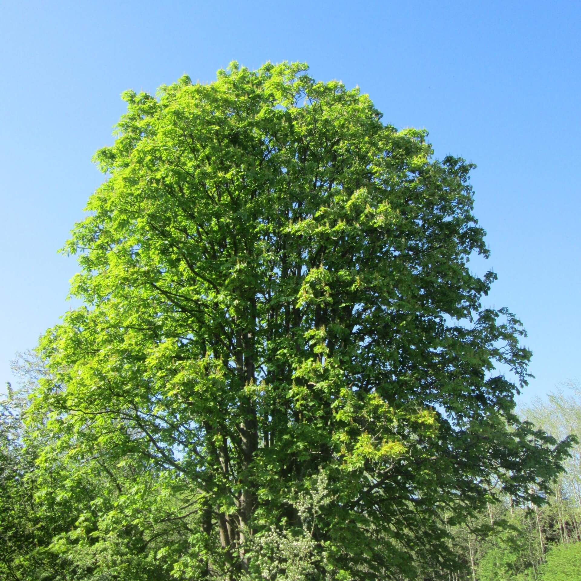 Gewöhnliche Rosskastanie (Aesculus hippocastanum)