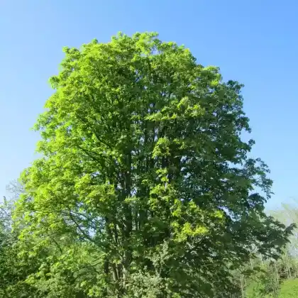 Foto von Gewöhnliche Rosskastanie (Aesculus hippocastanum)