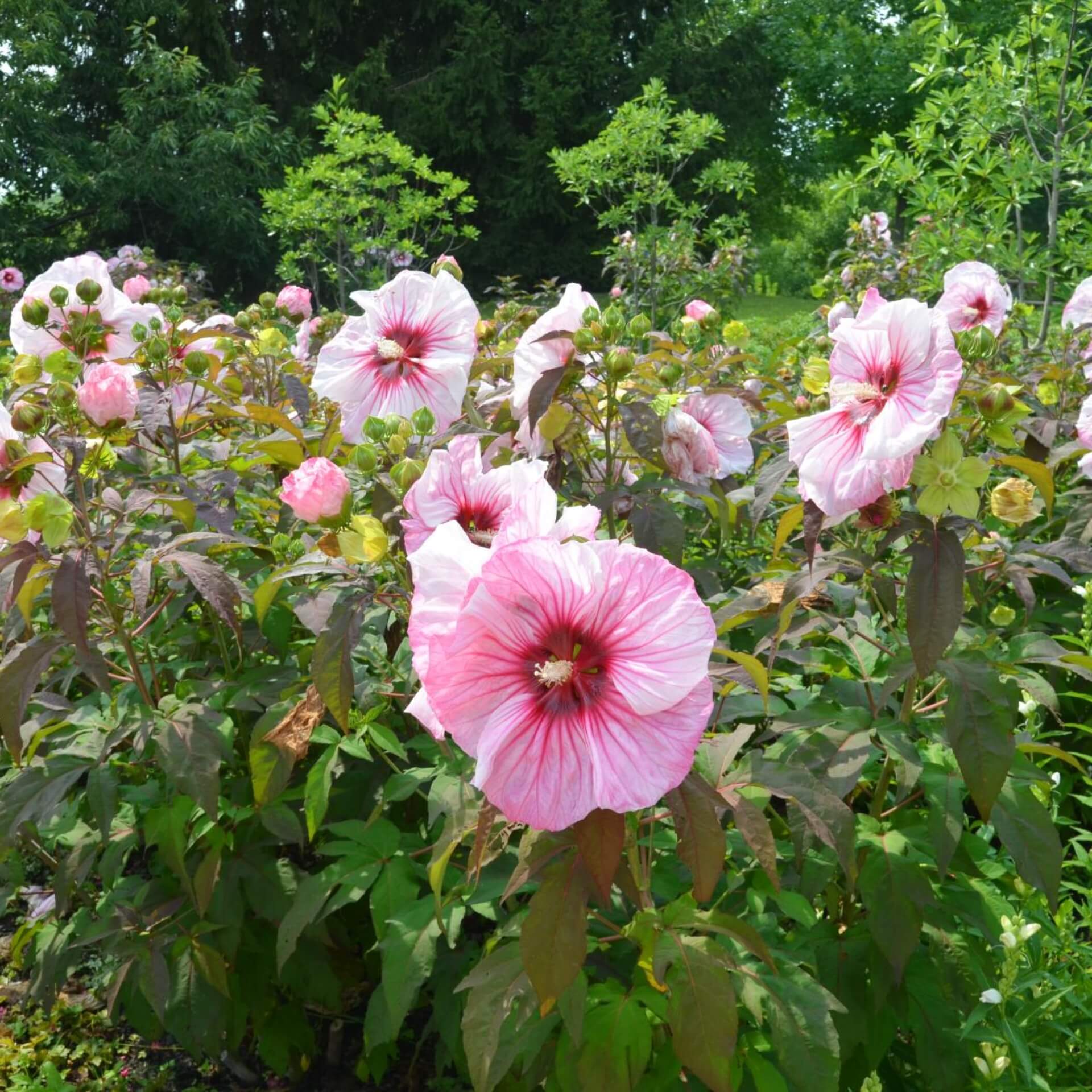 Sumpfeibisch (Hibiscus moscheutos)