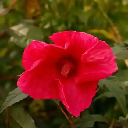 Foto von Sumpfeibisch 'Planet Griotte Tangri' (Hibiscus moscheutos 'Planet Griotte Tangri')