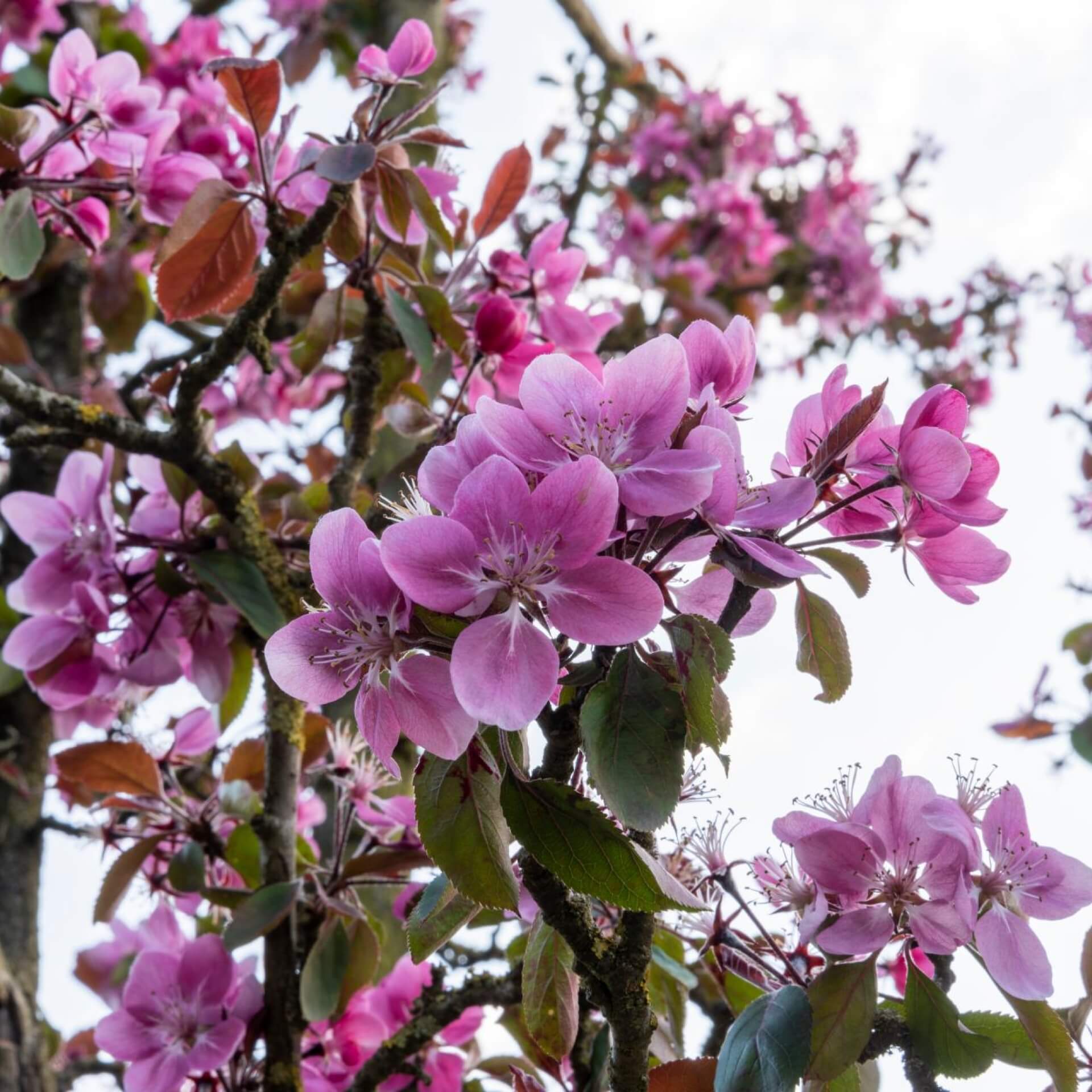 Säulenapfel 'Maypole' (Malus 'Maypole')